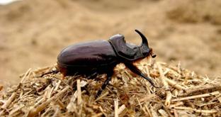 http://www.ecologiaverde.com/wp-content/2011/07/Escarabajos-usados-como-herbicida.jpg